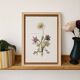 vintage botanical print framed from the 1950s