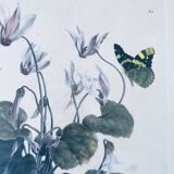 Ancient lithograph framed flower and butterfly