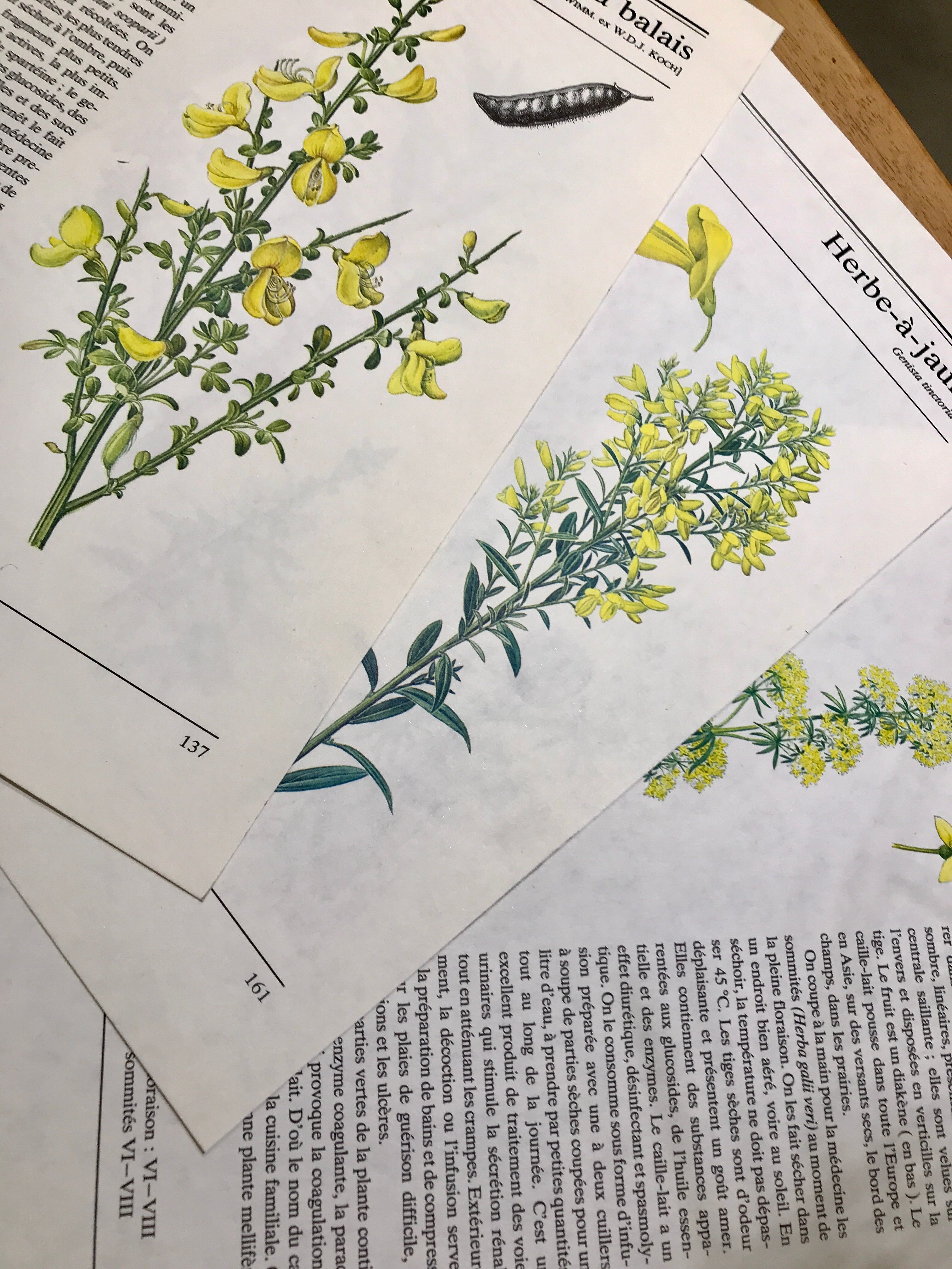 Botanical illustrations 80s Broom