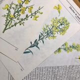 Botanical illustrations 80s Broom
