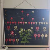 Old school poster botanical pedagogical board flower painted canvas