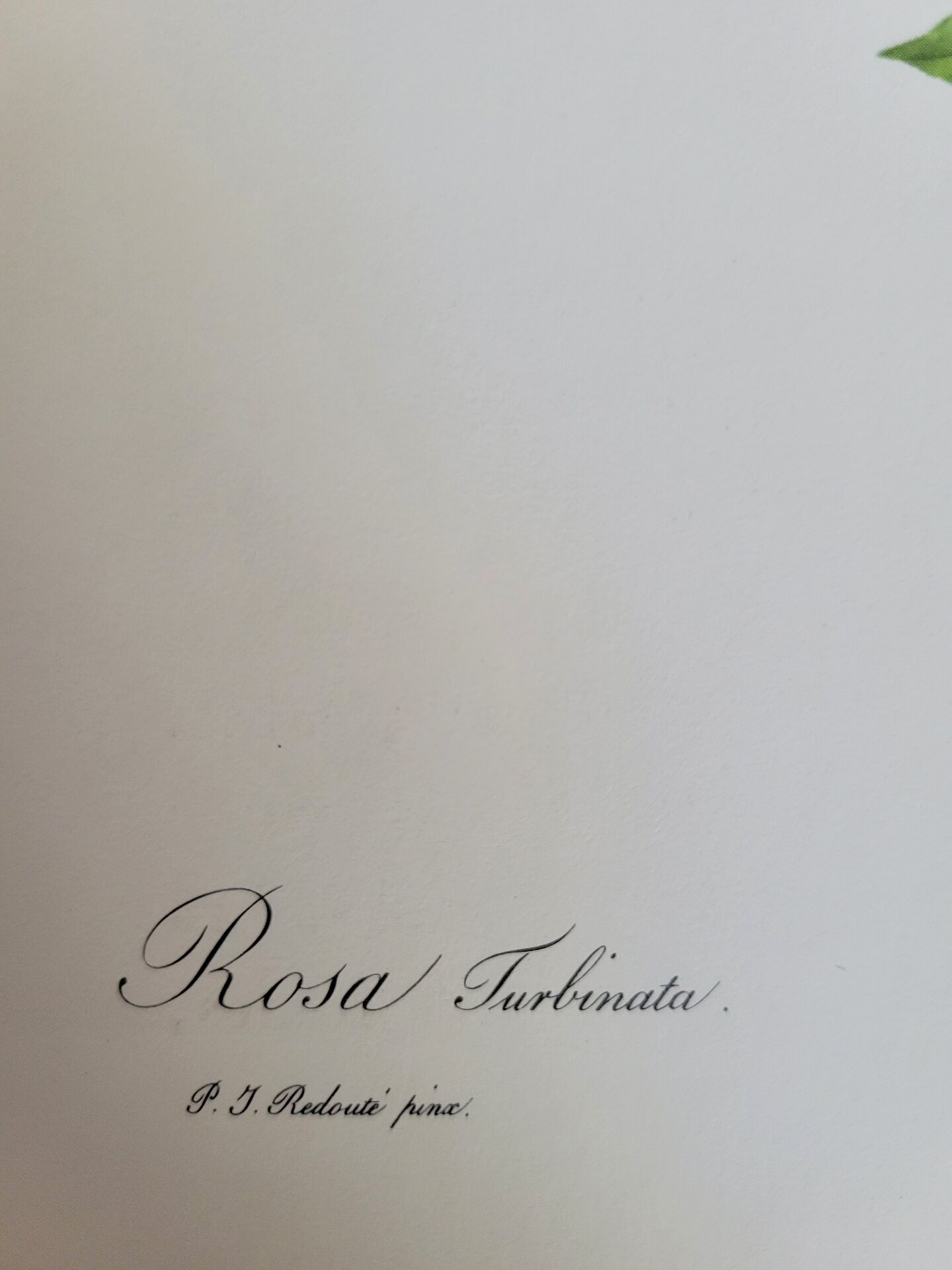 Botanical plate of Frankfurt Rose, P.J. Redouté 1960