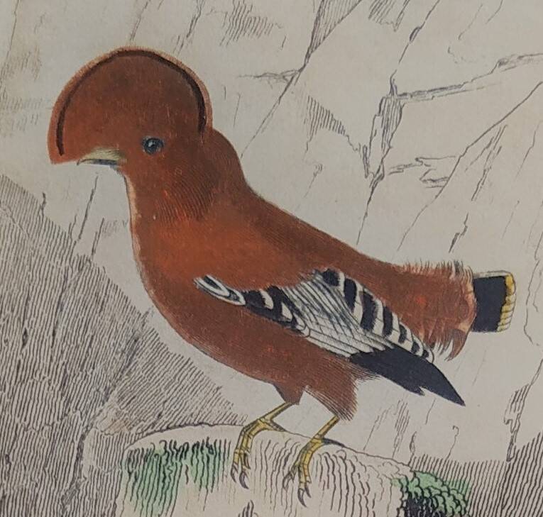 Ornithological Plate Buffon 1838 "Cock of the Rock, Goose & Blue Cordon"