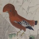 Ornithological Plate Buffon 1838 "Rooster of Rock, Goose & Cordon Bleu"