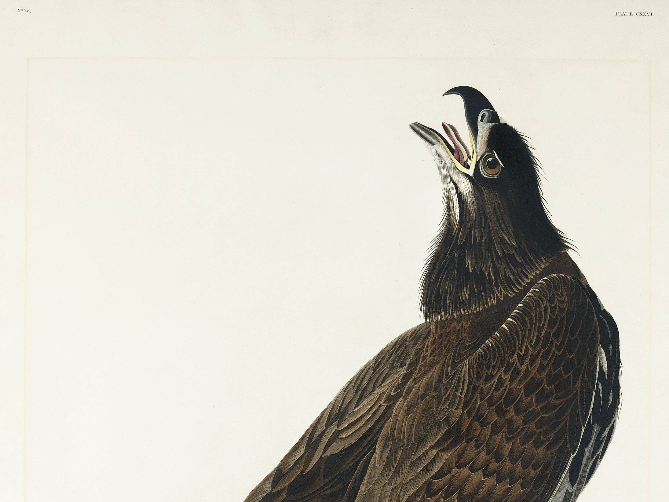 Poster of the bald eagle, based on an old engraving