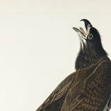 Poster of the bald eagle, based on an old engraving