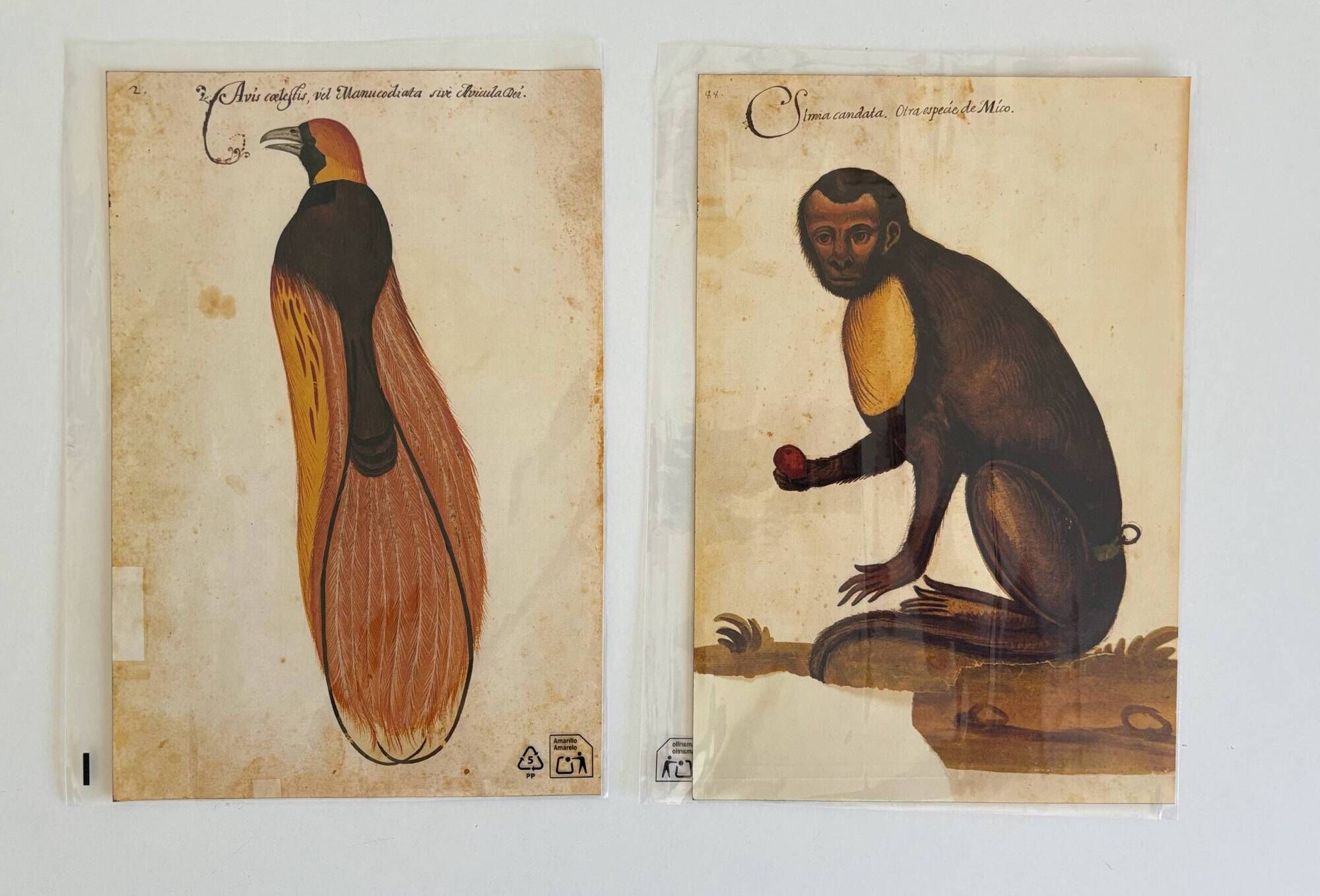 Impressions of the natural history of the Renaissance, pair of facsimiles of the Codex Pomar, 1990s.