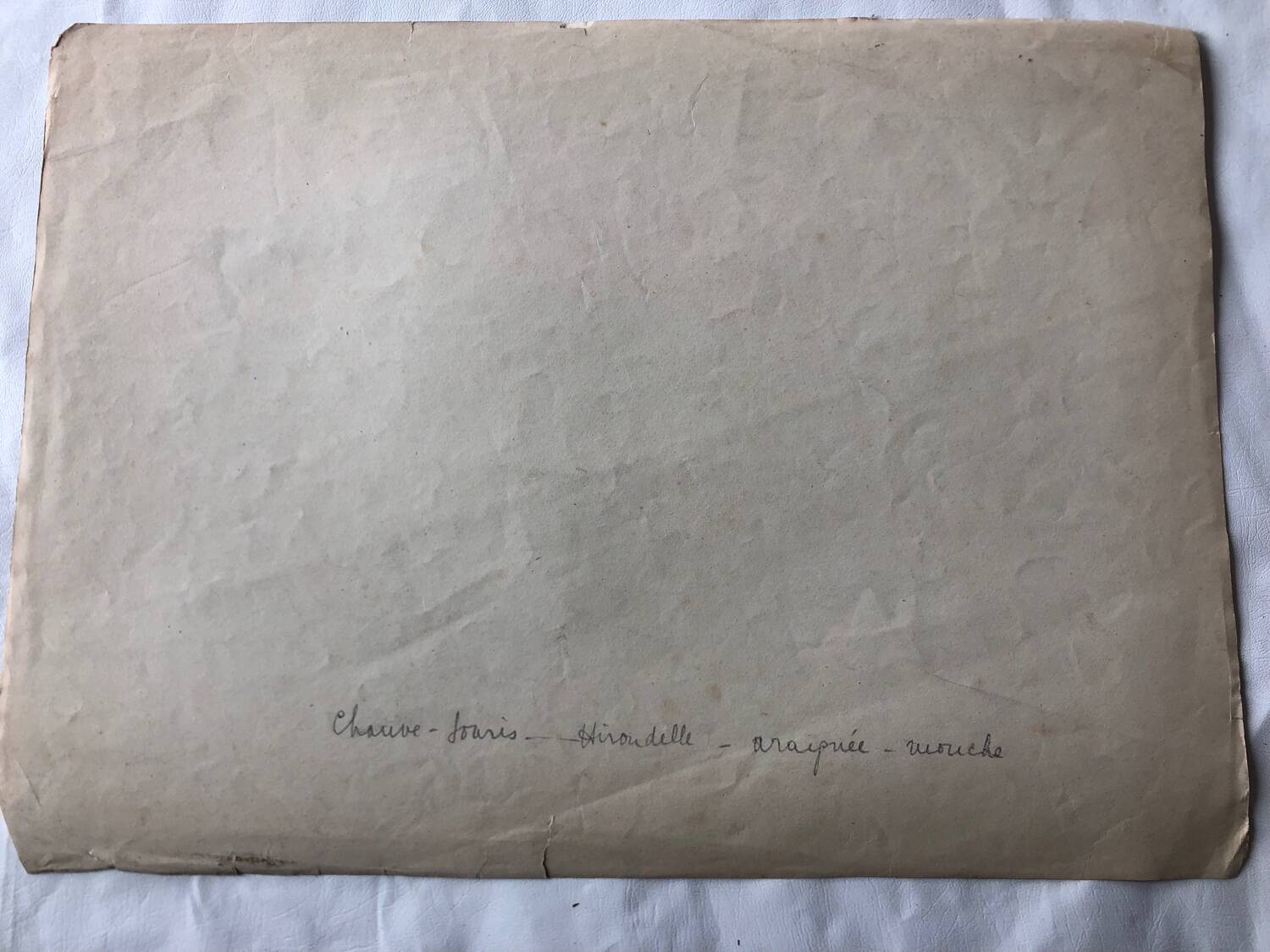 Zoological school poster representing the bat