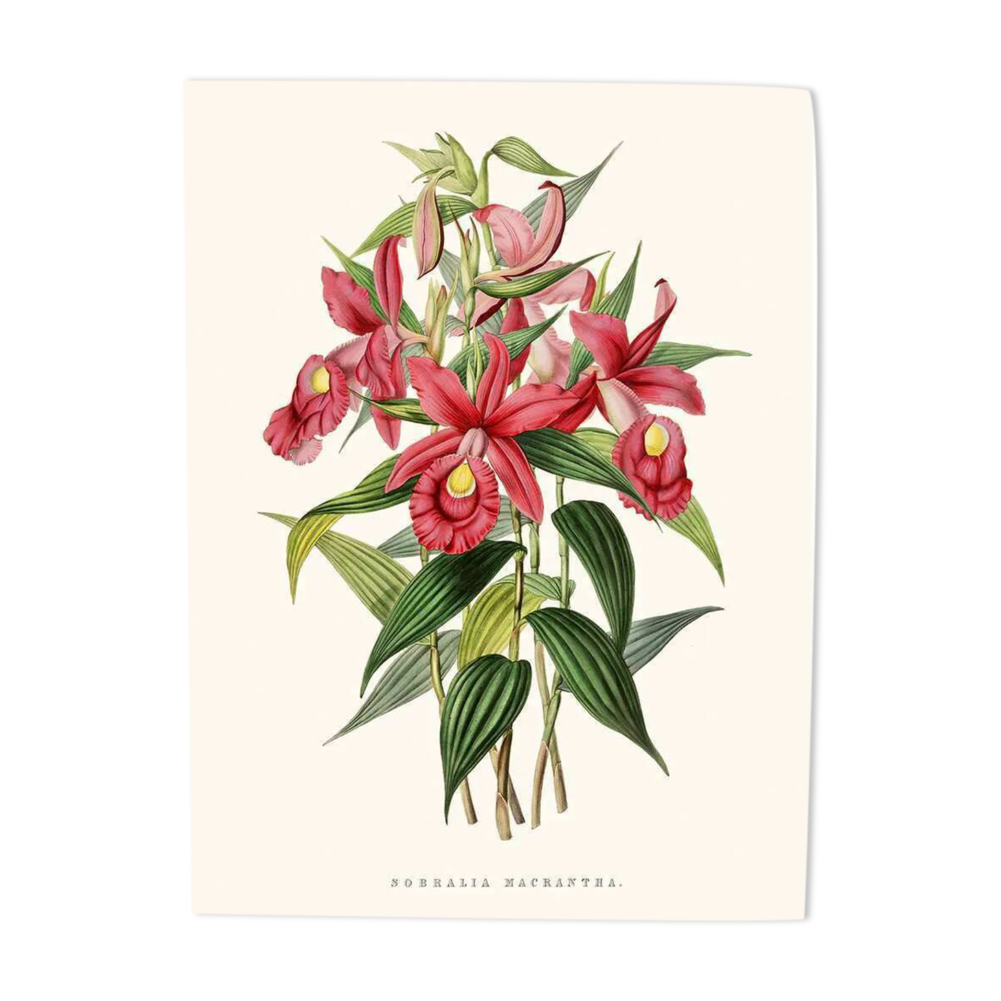 Illustration botanique vintage de Sobralia Macrantha orchidée