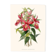 Illustration botanique vintage de Sobralia Macrantha orchidée