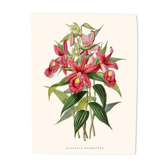 Vintage botanical illustration of Sobralia Macrantha orchid.