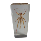 Inclusion insect, curiosity cabinet