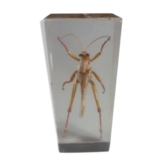 Inclusion insect, curiosity cabinet
