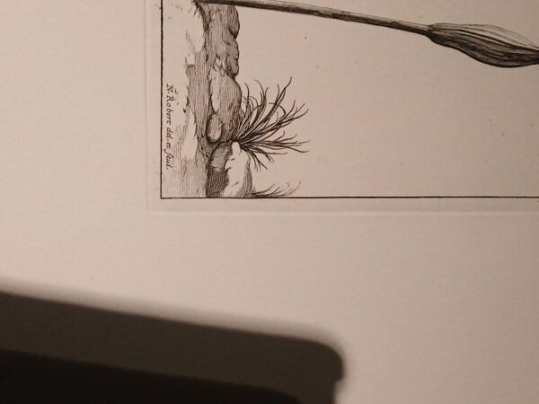 Rare Gravure XVIIe - Nicolas Robert (Peintre du Roi) - L'Amaryllis Roy