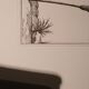 Rare Engraving XVII - Nicolas Robert (Painter to the King) - The Amaryllis Royal