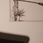 Rare Engraving XVII - Nicolas Robert (Painter to the King) - The Amaryllis Royal