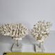 Set of four old white corals on marble base, 20 cm