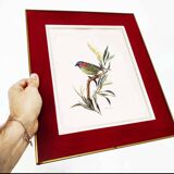 Bird lithograph