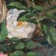 Léon Benoît, Corbeille de fleurs (1884)