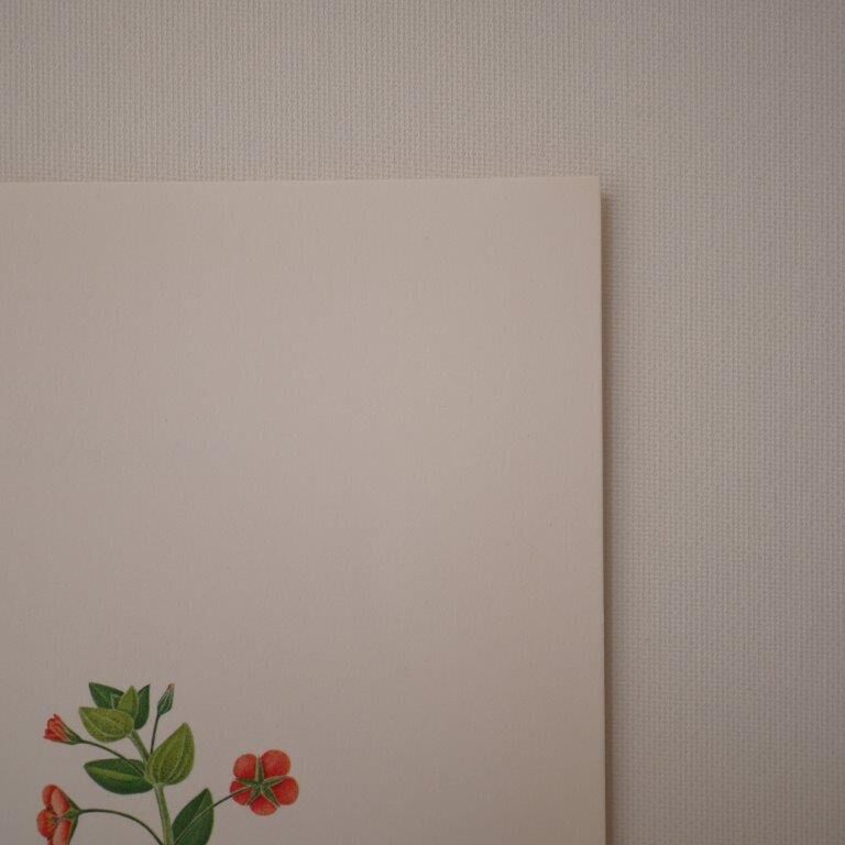 Botanical board Mouron des champs