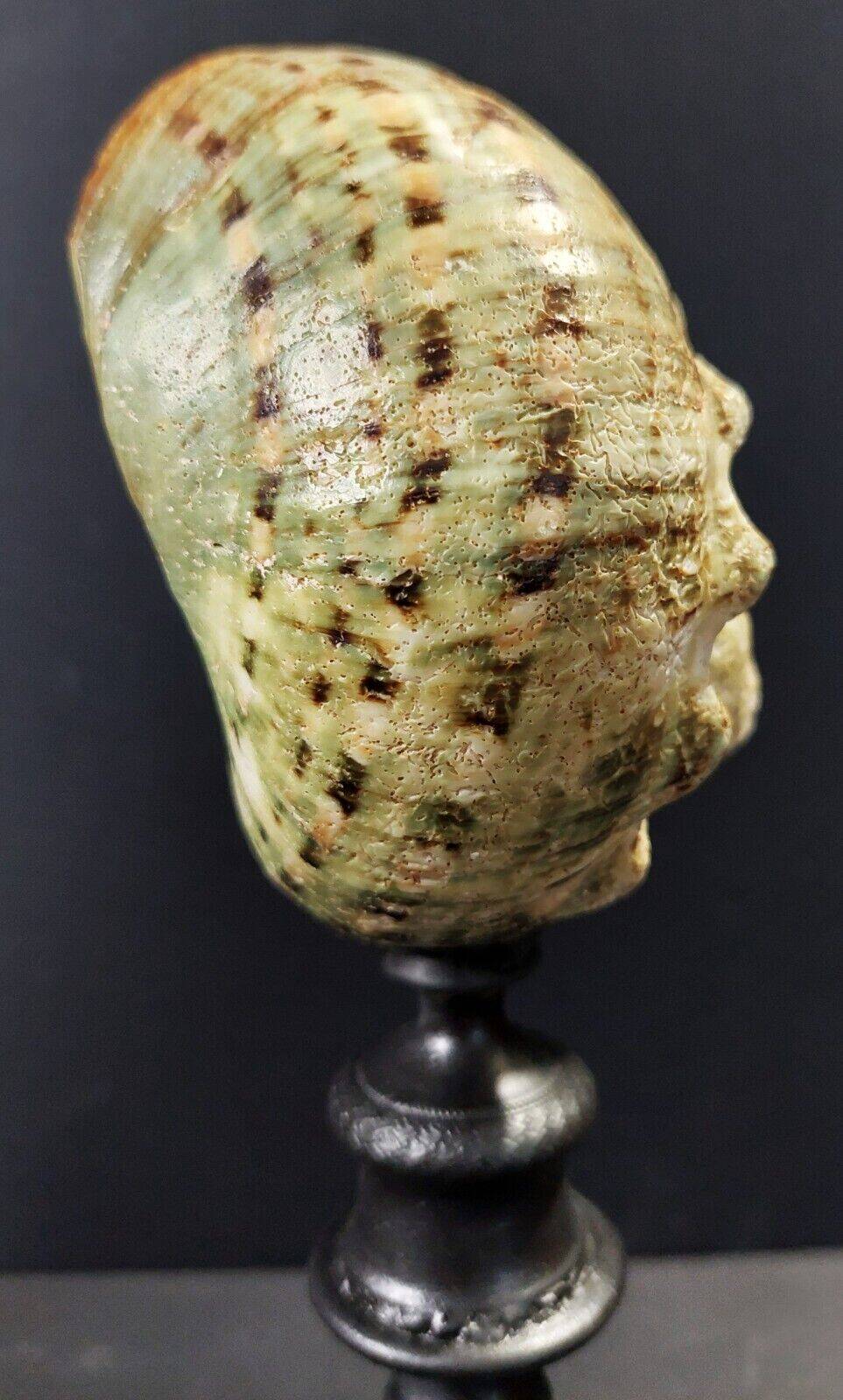 Cabinet of curiosities turbo marmoratus shell on base