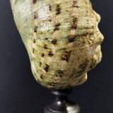 Cabinet of curiosities turbo marmoratus shell on base