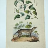 Old engraving from 1838 -Tasmanian Tiger- Hand-colored plate of animal and plant