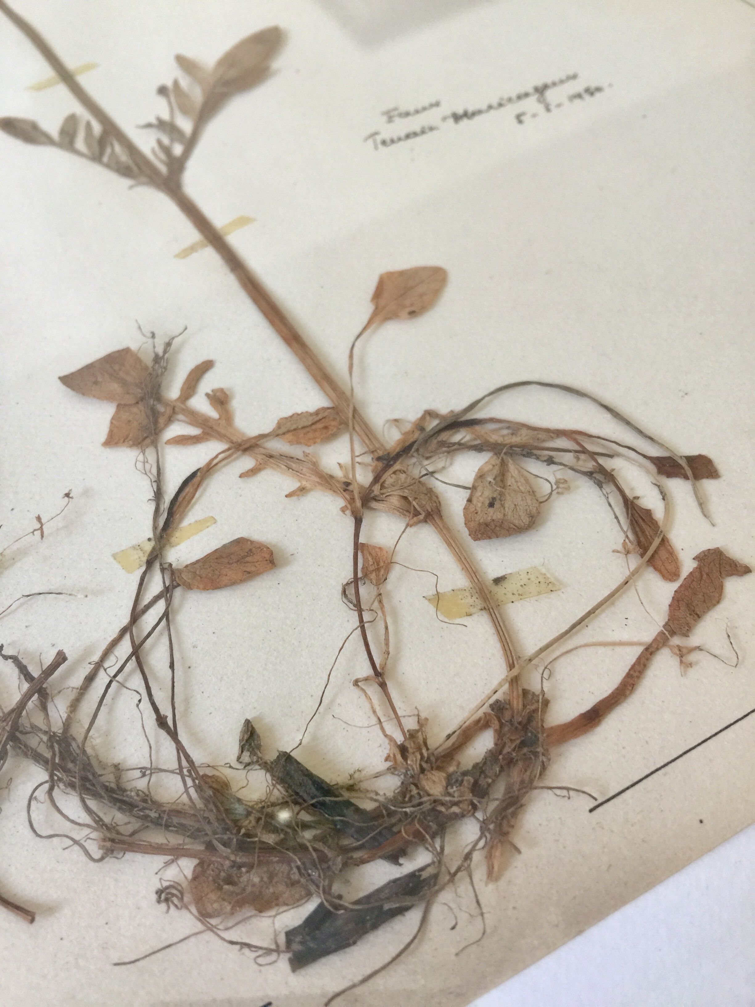 6 planches herbier datant de 1950 Provenance Belgique