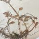 6 planches herbier datant de 1950 Provenance Belgique