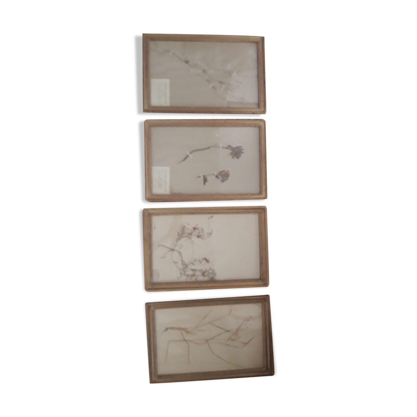 Series of 4 herbariums at the beginning of the century