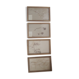 Series of 4 herbariums at the beginning of the century