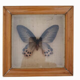 Naturalized Butterfly