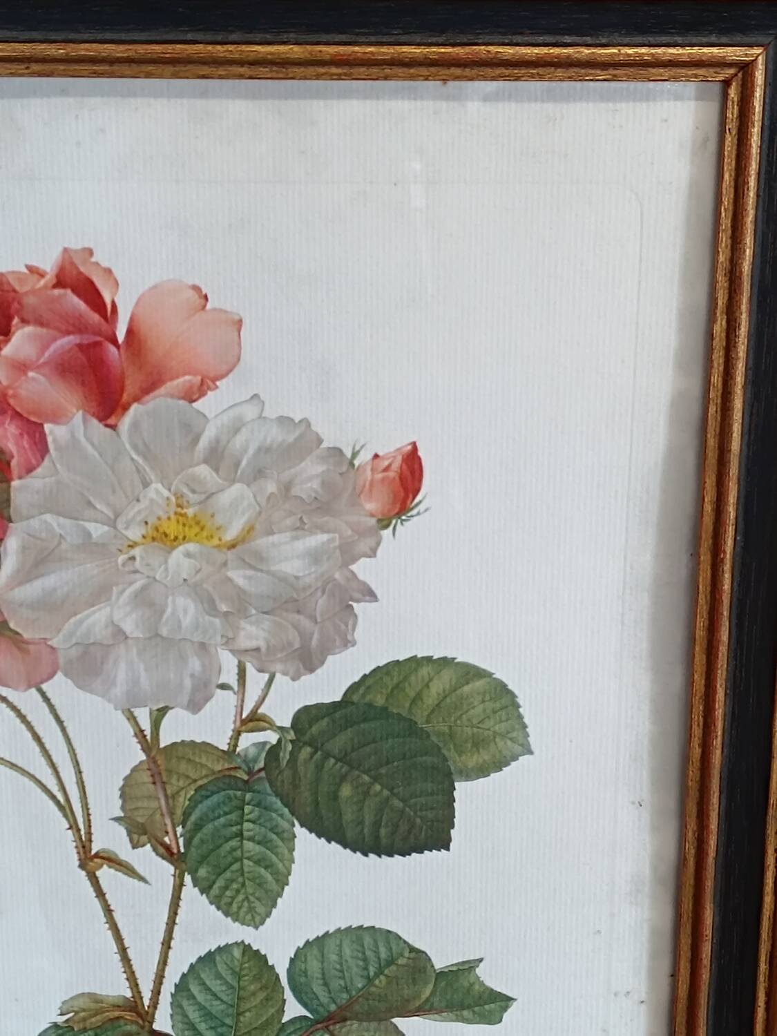 Botanical Rose Lithograph