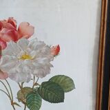Botanical Rose Lithograph
