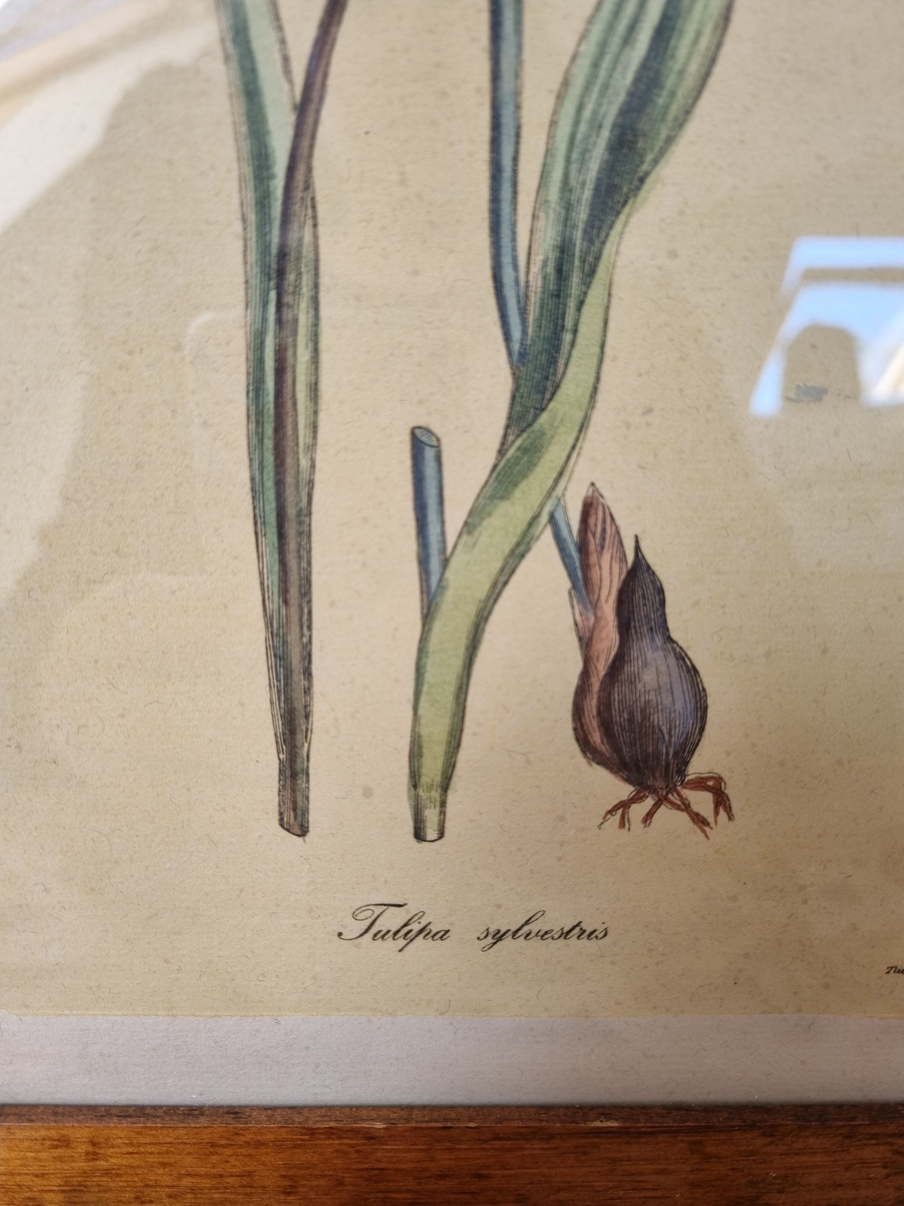 Pair of vintage frames watercolors flowers