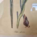 Pair of vintage frames watercolors flowers