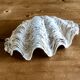 Coquillage bénitier