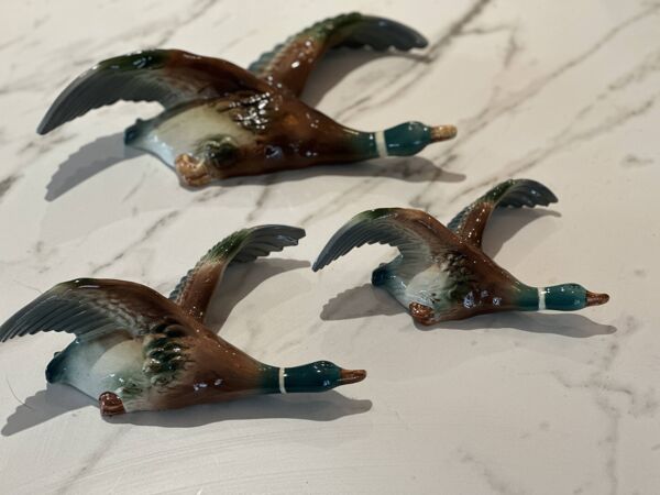 Canards volants diplômés du milieu du siècle