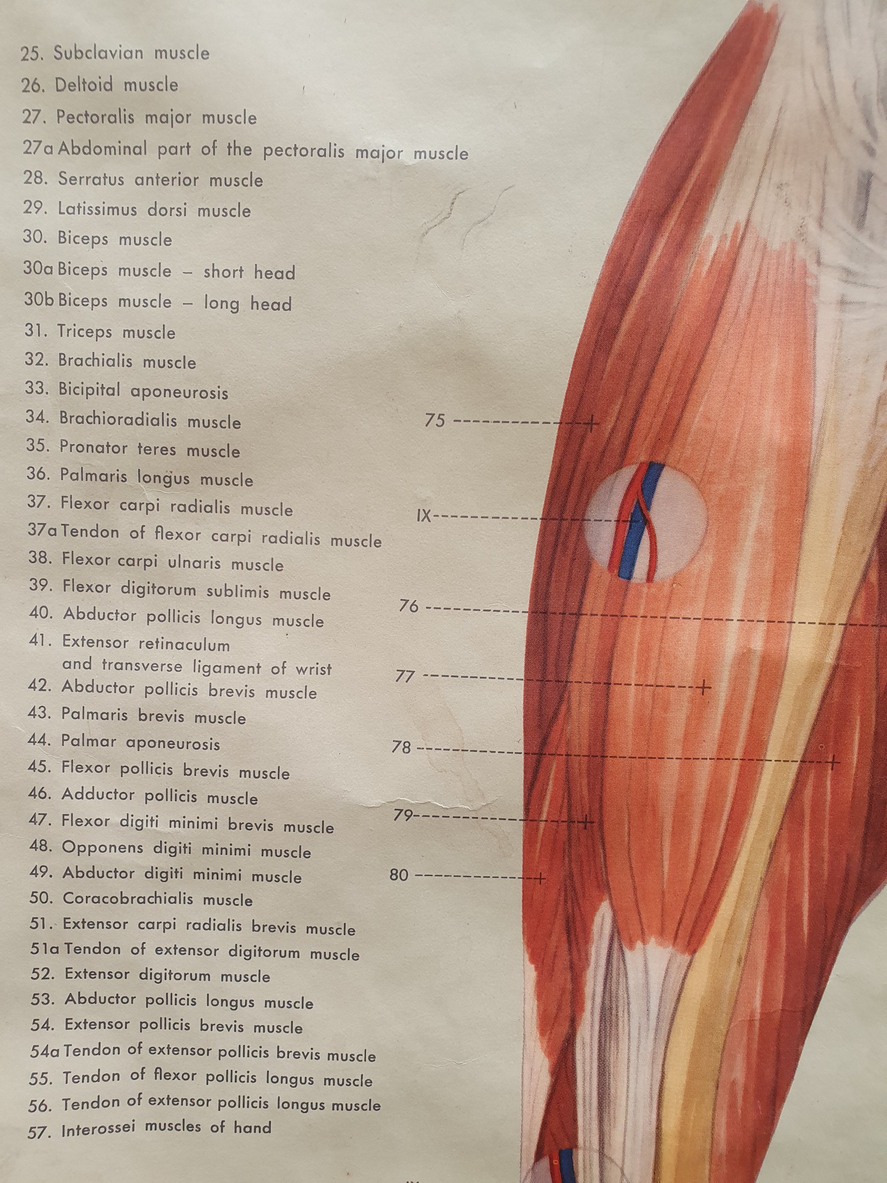 Anatomical plate 1960