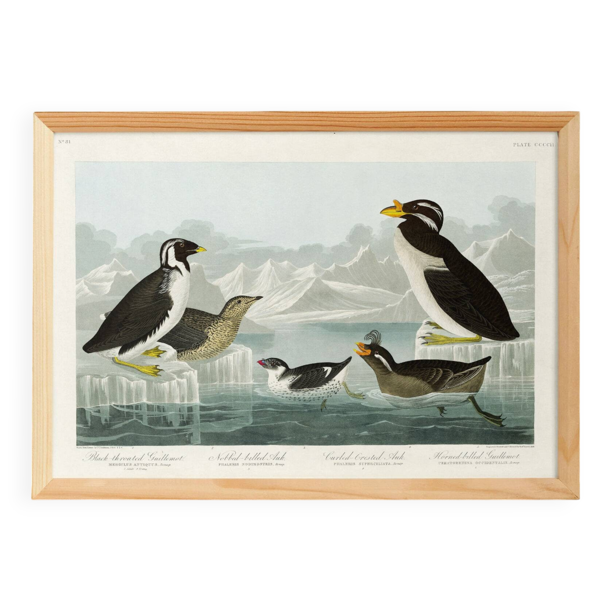 Poster about guillemots and Arctic penguins, based on an engraving