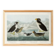 Poster about guillemots and Arctic penguins, based on an engraving