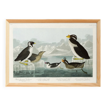 Poster about guillemots and Arctic penguins, based on an engraving