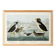 Poster about guillemots and Arctic penguins, based on an engraving