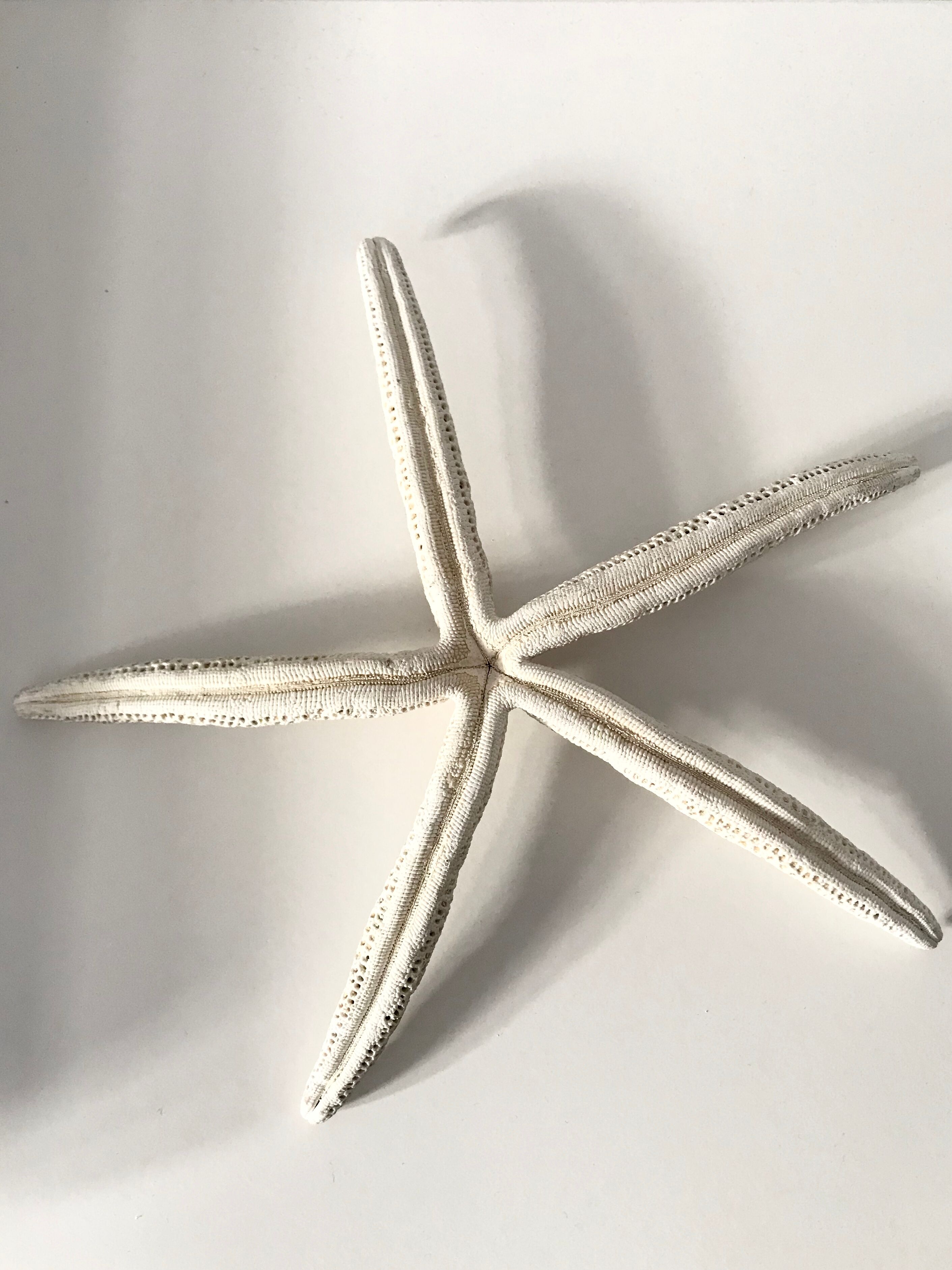 Starfish