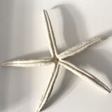 Étoile de mer