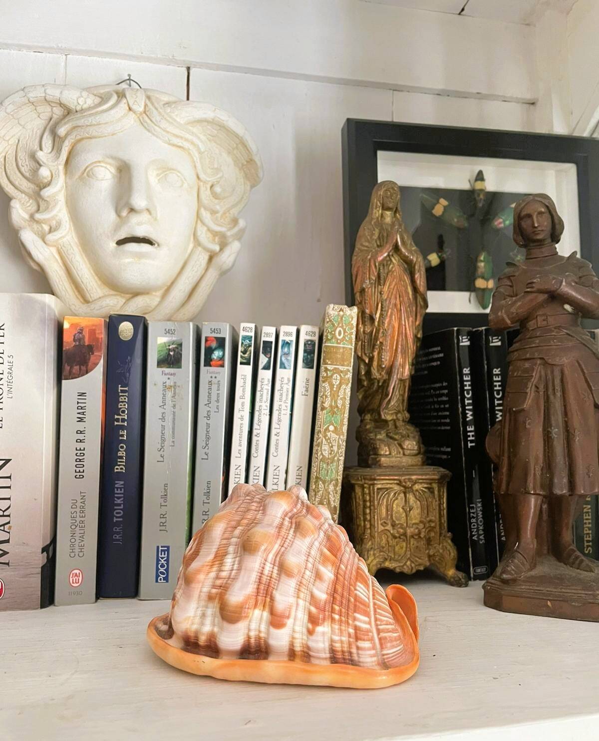 Large seashell: Cypraecassis rufa