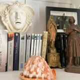 Large seashell: Cypraecassis rufa