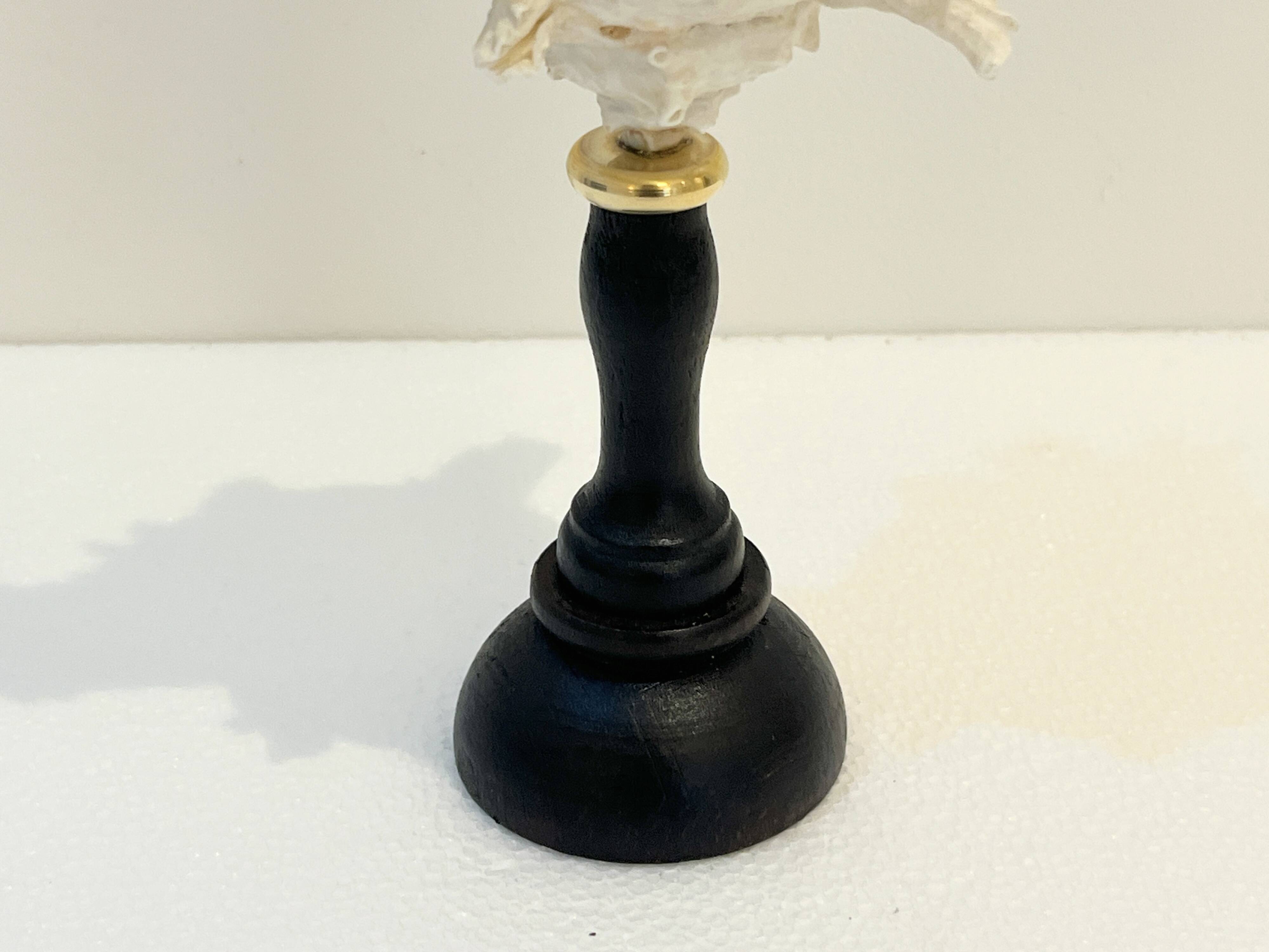 Ancien Coquillage Murex Ramosus sur socle en bois tourné Napoléon III XIXe
