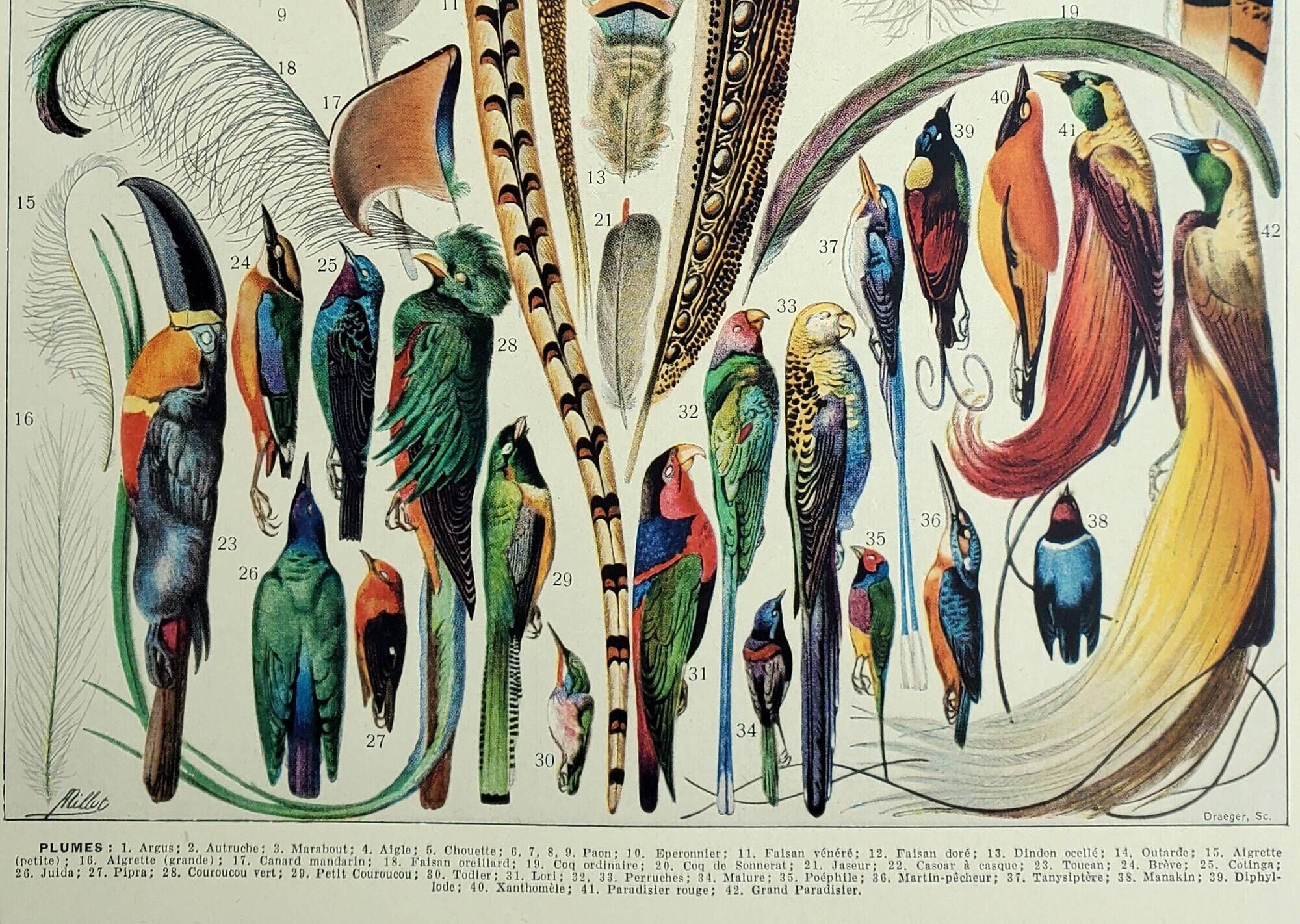 Old engraving 1928, Feathers, birds, wings, bird of paradise • Lithograph, Original plate