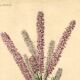 Botanical engraving from 1896 by Descamps-Sabouret • Woolly amorph • Old lithograph